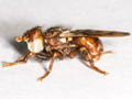 Myopa tessellatipennis